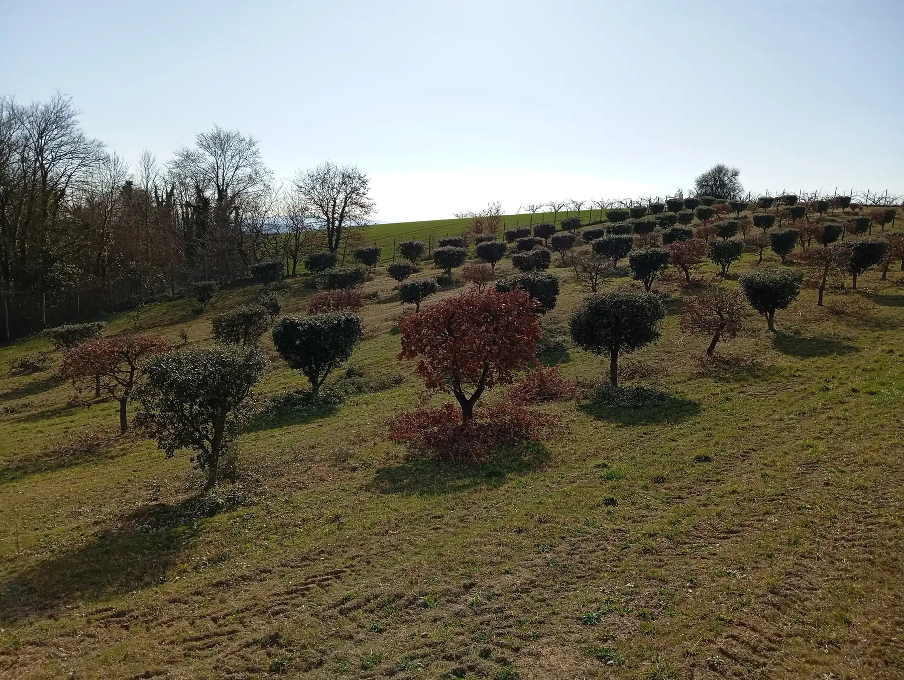 Rangs de chênes truffiers